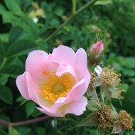 tender spring rose on a bush in the garden