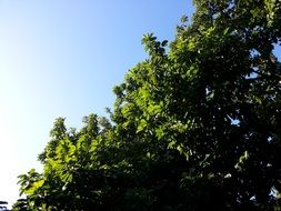 green leaf trees in summertime