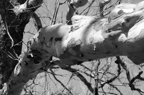 dry tree with branches in the forest close-up on blurred background