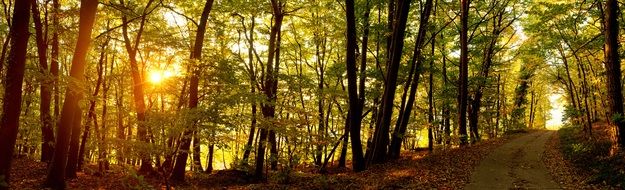 sunrise forest path autumn Panorama