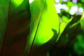 green palm leaves in the sun