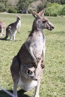 kangaroo baby