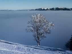 white frozen tree and winter landscape