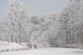 romantic forest in winter