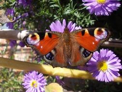 peacock butterfly on a purple flower