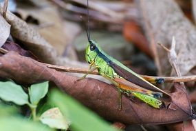 insect biological