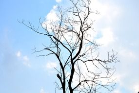 Tree without leaves in the autumn