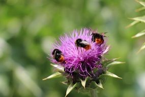 three bees on a purple flower