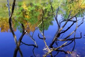 reflection of dry branches in the water