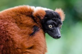 red ruffed lemur madagascar