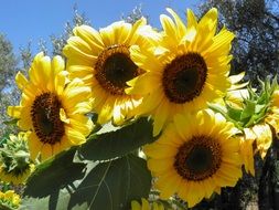 closeup picture of bright yellow sunflowers