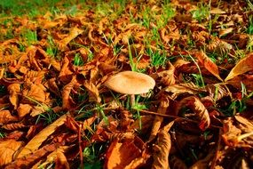 mushroom in autumn leaves leaves