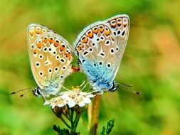 two cute butterfly insects macro