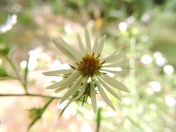 white fresh daisy macro