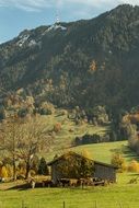 Landscape with the cows in autumn