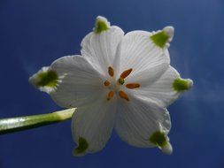 flower like a snowflake