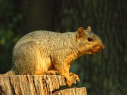 nature animal squirrel wildlife