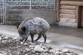 Wild boar in captivity