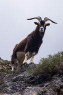 Picture of goat animal is on a mountain