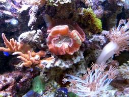 beautiful corals in the underwater world