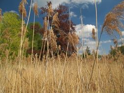 Picture of the reed on a sunny day