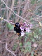 bumblebee on a flowering plant close up