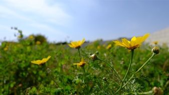 daisies flowers spring scene