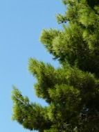 fluffy pine branches under the sun