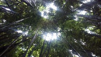 sun rays in a bamboo forest