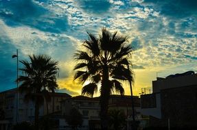 irresistible palm sky cloud