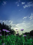 Landscape of the meadow in spring