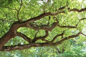 Green leafed tree