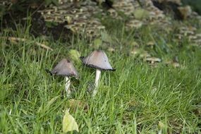 magnificent mushrooms nature
