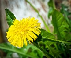 yellow dandelion on the stem in the garden