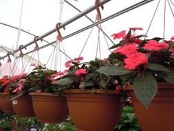 row of potted flowers hanging on rail