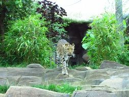 Wild leopard in Safari
