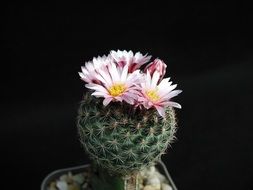 Blooming cactus on a black background