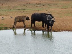 Animals in South Africa