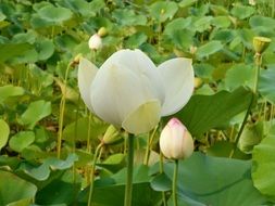 lotus flower and buds among leaves