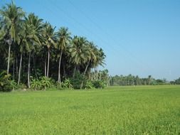 palm forest and green field