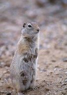 standing squirrel on the ground