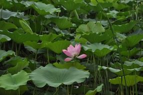 lotus flower among the huge green leaves