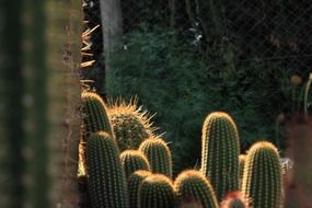cactus thorns in the garden