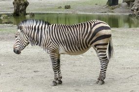 striped hartmannâs mountain zebra