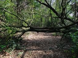 fallen tree on path in forest at summer