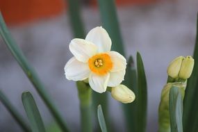 fresh white Narcissus on a bed close-up on blurred background