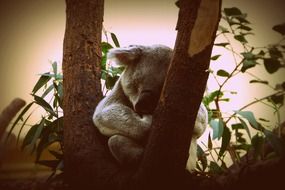 koala is sleeping on a tree
