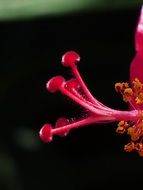 stamp hibiscus