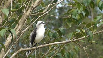 fluvicola nengeta or water tyrant