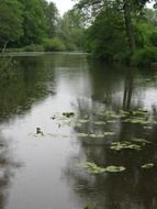Forest lake in rainy day